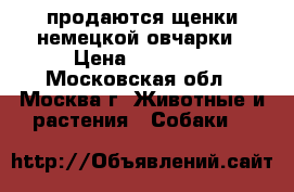 продаются щенки немецкой овчарки › Цена ­ 25 000 - Московская обл., Москва г. Животные и растения » Собаки   